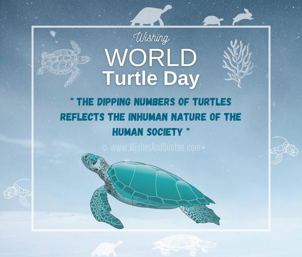 Turtle Day