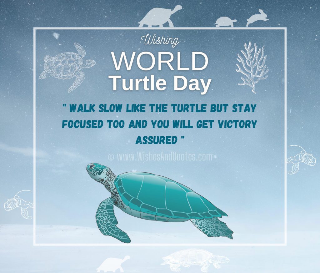 Turtle Day