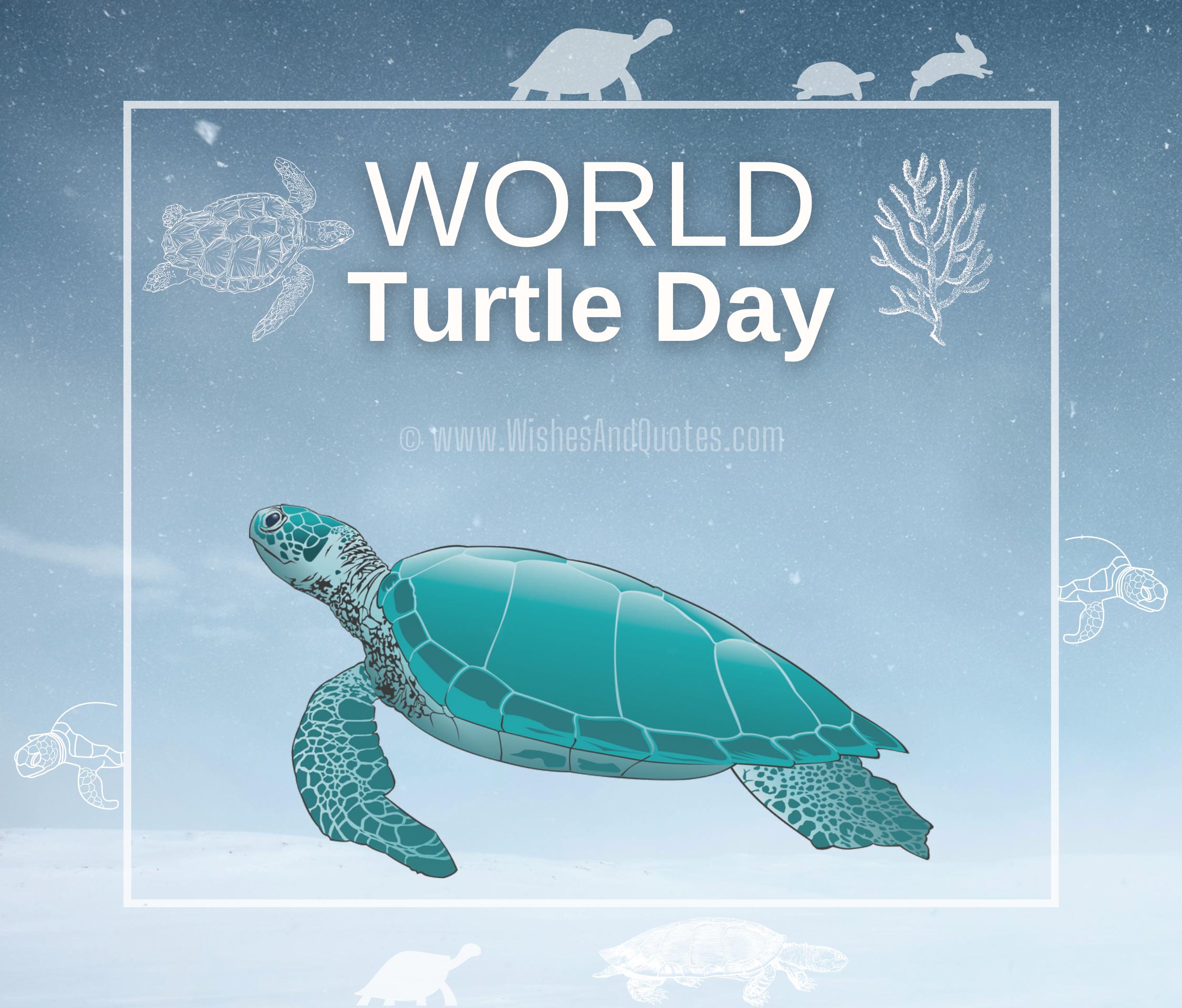 World Turtle Day 21 Quotes Messages Greetings Images