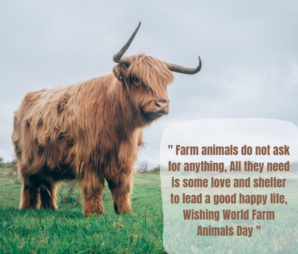 Farm Animals Day